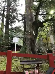 日光二荒山神社の自然