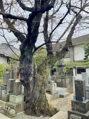 妙情寺の{uncategorized: "未分類", other: "その他", undefined: "問題あり", building: "その他建物", grave: "お墓", sacred_gate: "鳥居", guardian: "狛犬", statue: "像", buddha: "仏像", history: "歴史", nature: "自然", garden: "庭園", animal: "動物", pagoda: "塔", temizu: "手水舎", mountain_gate: "山門・神門", sanctuary: "本殿・本堂", subordinate: "末社・摂社", art: "芸術", scenery: "景色", jizo: "地蔵", ema: "絵馬", goshuin: "御朱印", omikuji: "おみくじ", items: "授与品その他", amulet: "お守り", goshuincho: "御朱印帳", eats: "食事", festival: "お祭り", votive_dance: "神楽", shichigosan: "七五三参", wedding: "結婚式", experience: "体験その他", initially: "初詣", around: "周辺", anti_infection: "感染症対策"}