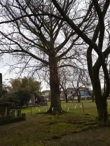 守りの神　藤基神社の自然