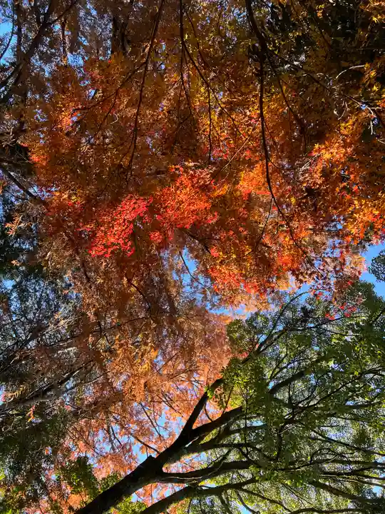 富士山本宮浅間大社の自然