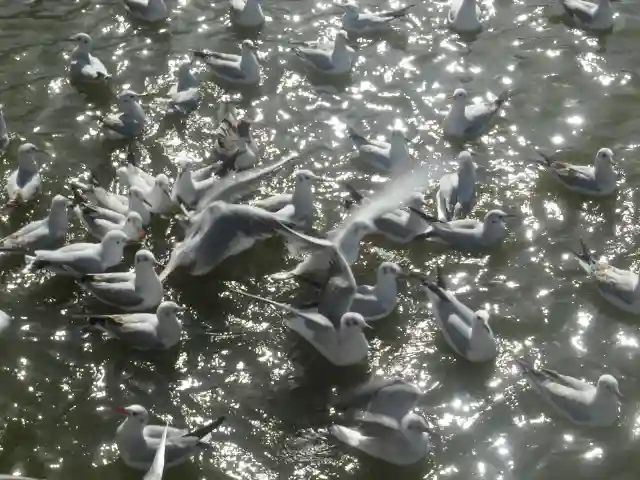 鶴岡八幡宮の動物