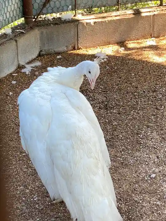 進雄神社(群馬県)