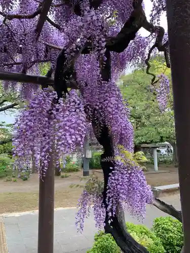 玉敷神社(埼玉県)