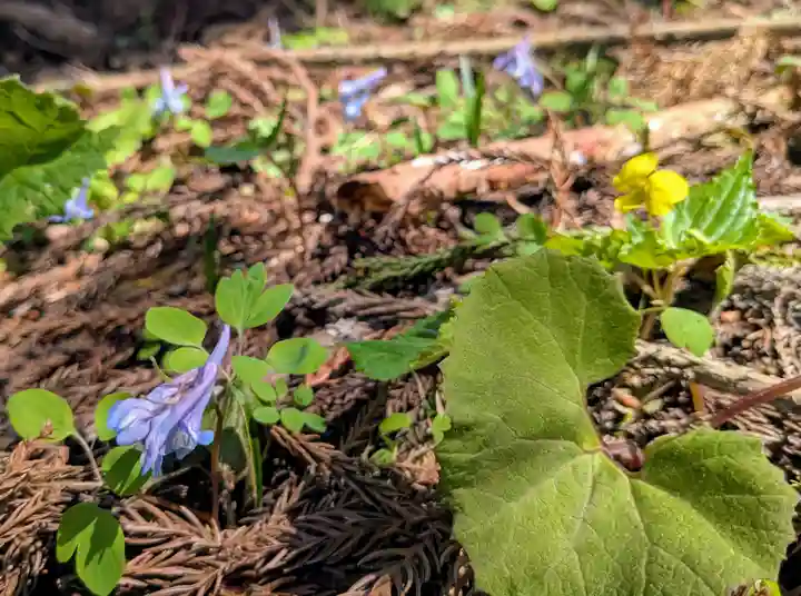 湯坐神社 (薬師神社)(山形県)