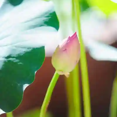 浄土寺(兵庫県)