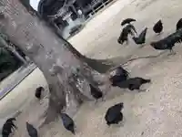 玉祖神社の御朱印