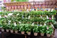 真源寺(入谷鬼子母神)のお祭り