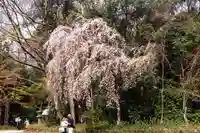 賀茂御祖神社(下鴨神社)(京都府)