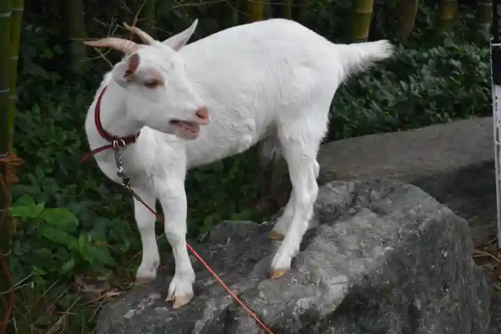 出雲大社相模分祠の動物