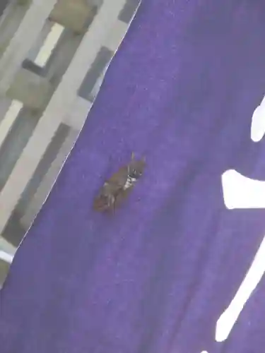 お三の宮日枝神社の動物