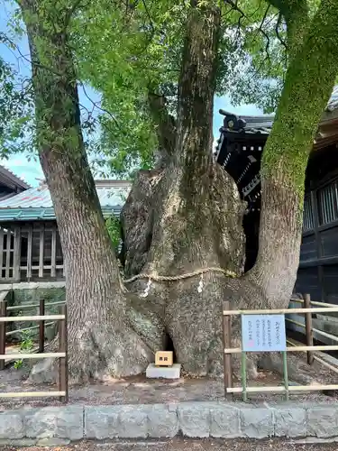 焼津神社(静岡県)