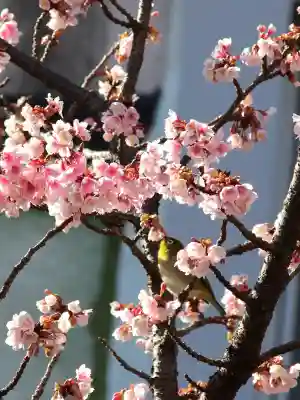 今宮神社の{uncategorized: "未分類", other: "その他", undefined: "問題あり", building: "その他建物", grave: "お墓", sacred_gate: "鳥居", guardian: "狛犬", statue: "像", buddha: "仏像", history: "歴史", nature: "自然", garden: "庭園", animal: "動物", pagoda: "塔", temizu: "手水舎", mountain_gate: "山門・神門", sanctuary: "本殿・本堂", subordinate: "末社・摂社", art: "芸術", scenery: "景色", jizo: "地蔵", ema: "絵馬", goshuin: "御朱印", omikuji: "おみくじ", items: "授与品その他", amulet: "お守り", goshuincho: "御朱印帳", eats: "食事", festival: "お祭り", votive_dance: "神楽", shichigosan: "七五三参", wedding: "結婚式", experience: "体験その他", initially: "初詣", around: "周辺", anti_infection: "感染症対策"}