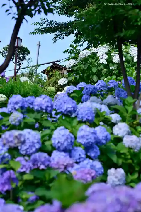 白山神社の自然