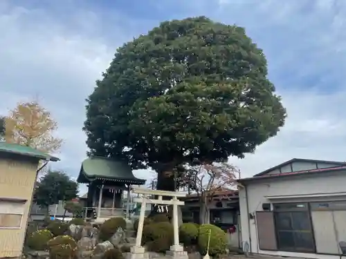 浅間神社 （久保）(神奈川県)