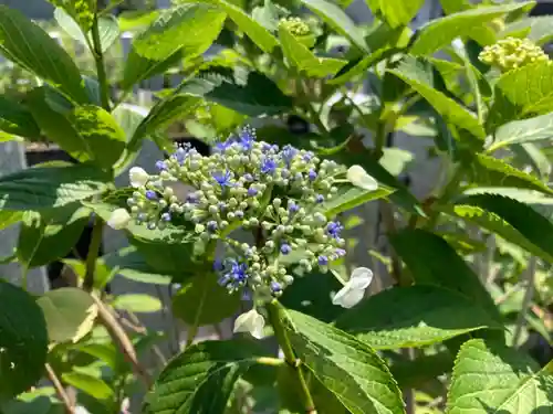 總社 和田八幡宮(福井県)