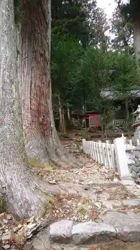 柯柄八幡神社の自然