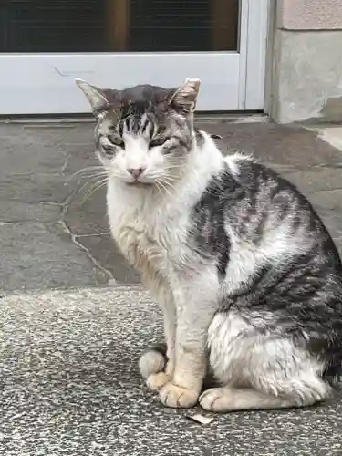八坂神社（上のやさかさん）の動物
