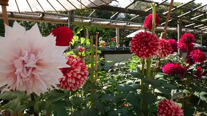 上野東照宮の自然