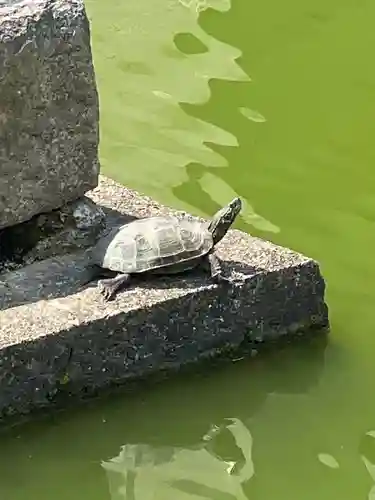 東寺（教王護国寺）の動物