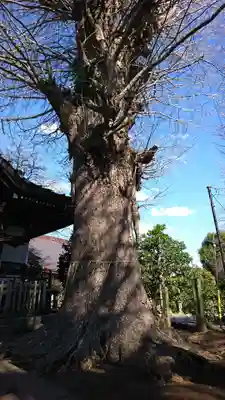 日枝神社の自然