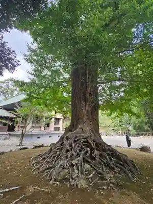 安房神社(千葉県)