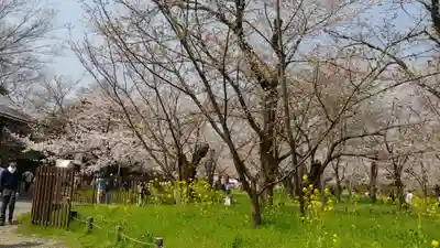 平野神社(京都府)