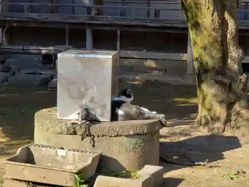 雀神社の動物