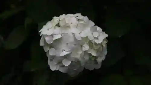 宇都宮二荒山神社の自然