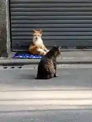 銀杏岡八幡神社の動物