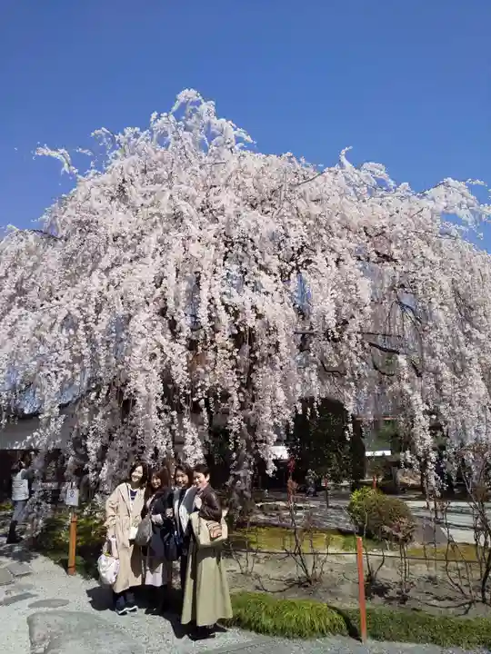 本満寺(本願満足寺)の自然