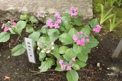 高幡不動尊　金剛寺(東京都)