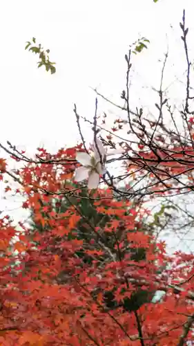興聖寺(京都府)
