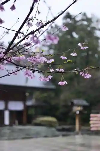 櫻木神社の自然