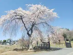 長徳寺の自然(2022年04月18日(月) 12時15分21秒投稿)