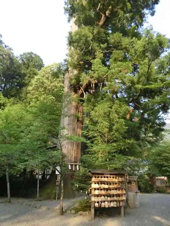 丹生川上神社(中社)の自然