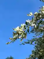 国宝 大法寺の自然