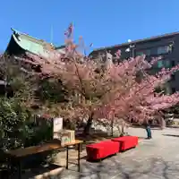 桜神宮の自然