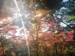 宝満宮竈門神社の自然