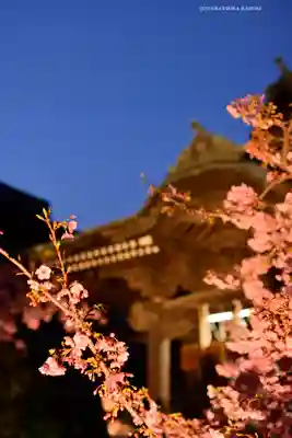 桜神宮(東京都)