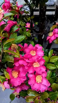 太上神社の自然