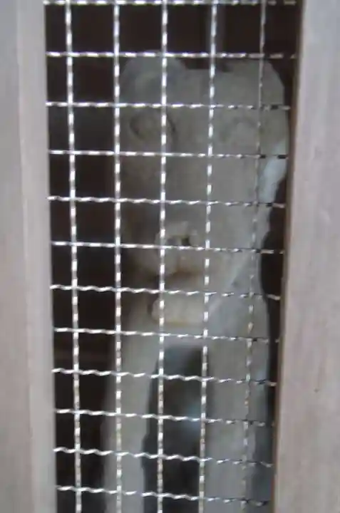 桜川御嶽神社(上板橋御嶽神社)の狛犬