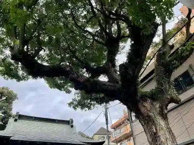 子神社(神奈川県)