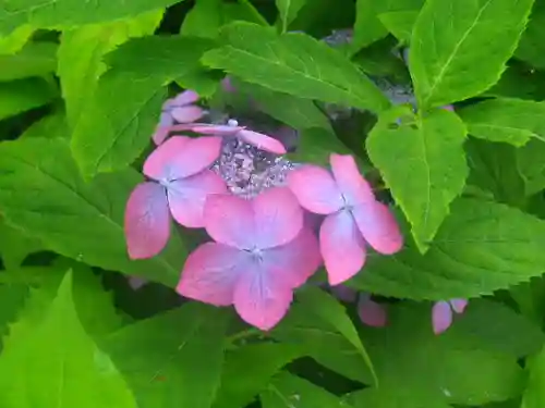 御霊神社の自然
