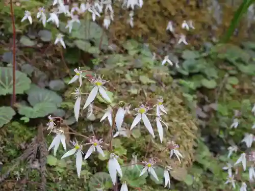 最乗寺（道了尊）の自然