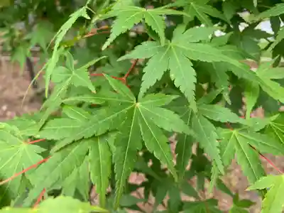 普門寺(切り絵御朱印発祥の寺)(愛知県)