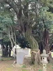 多気比売神社(埼玉県)