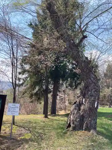 留辺蘂神社の自然