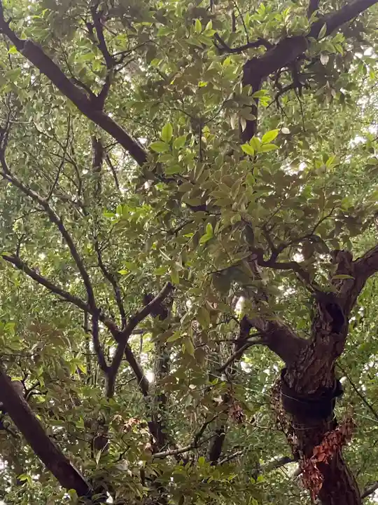 奥澤神社(東京都)