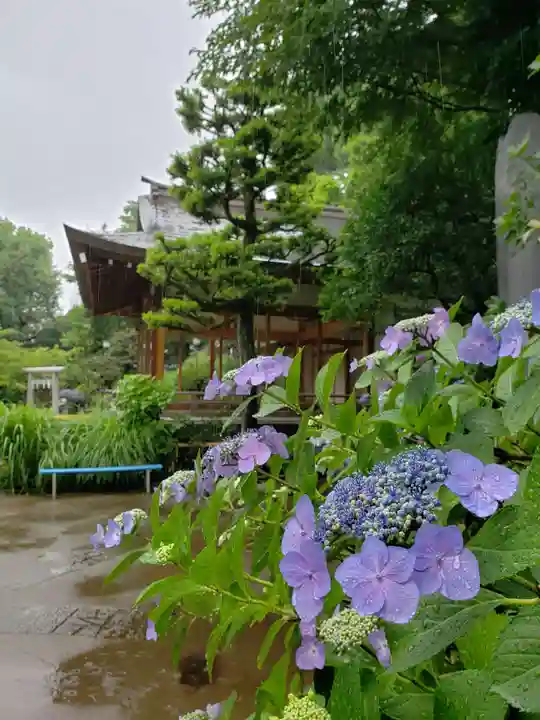 鳩森八幡神社の自然