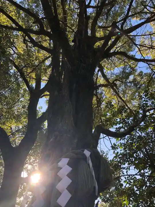 那古野神社の自然